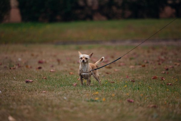 Engaging Your Solo Parrot: Tips for Crafting a Stimulating Home Environment